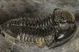 Detailed Gerastos Trilobite Fossil - Morocco #311246-2